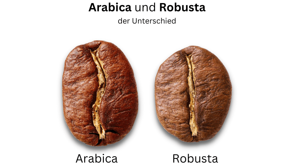 Arabica vs. Robusta - Die Unterschiede