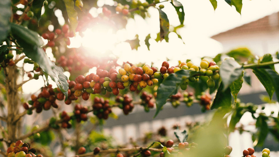 Eine Kaffeepflanze mit unreifen Kaffeefrüchten steht in der Morgensonne.